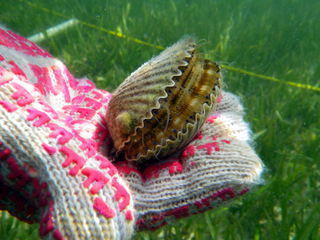 Gulf County bay scallop season to open Sept. 23