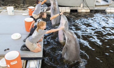 Navy marine mammals shelter in Panama City during Hurricane Dorian