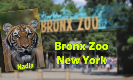 A Tiger At Bronx Zoo Tests Positive for COVID-19; The Tiger and the Zoo’s Other Cats Are Doing Well at This Time