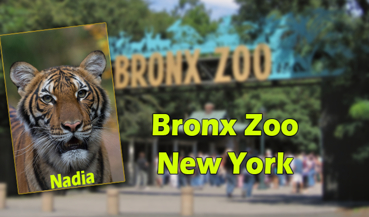 Tiger at NYC's Bronx Zoo tests positive for coronavirus
