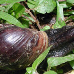 Giant African Land Snail Quarantine Established in Broward County