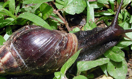 Giant African Land Snail Quarantine Established in Broward County