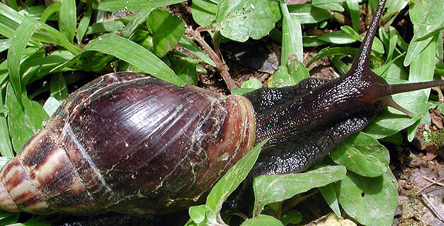 Giant African Land Snail Quarantine Established in Broward County