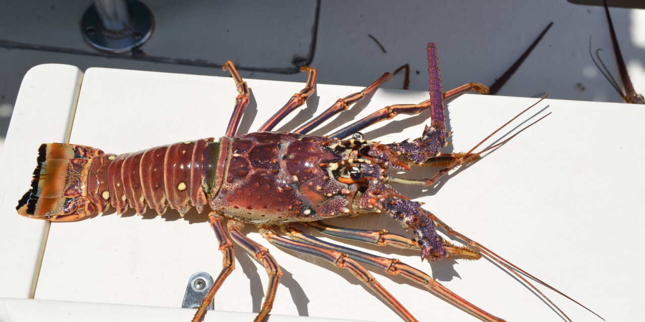 Get Ready for the Exciting 2023 Spiny Lobster Season in Florida!