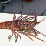 Get Ready for the Exciting 2023 Spiny Lobster Season in Florida!