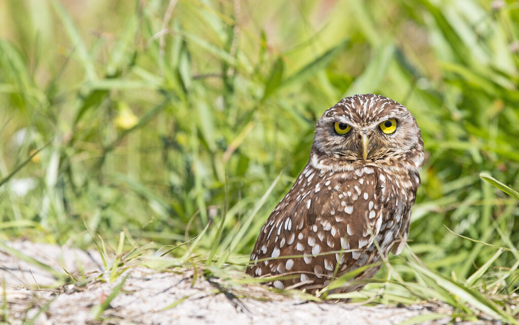 Have a Hoot: FWC Seeks Input on Burrowing Owl Conservation