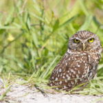 Have a Hoot: FWC Seeks Input on Burrowing Owl Conservation