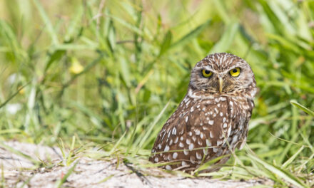 Have a Hoot: FWC Seeks Input on Burrowing Owl Conservation