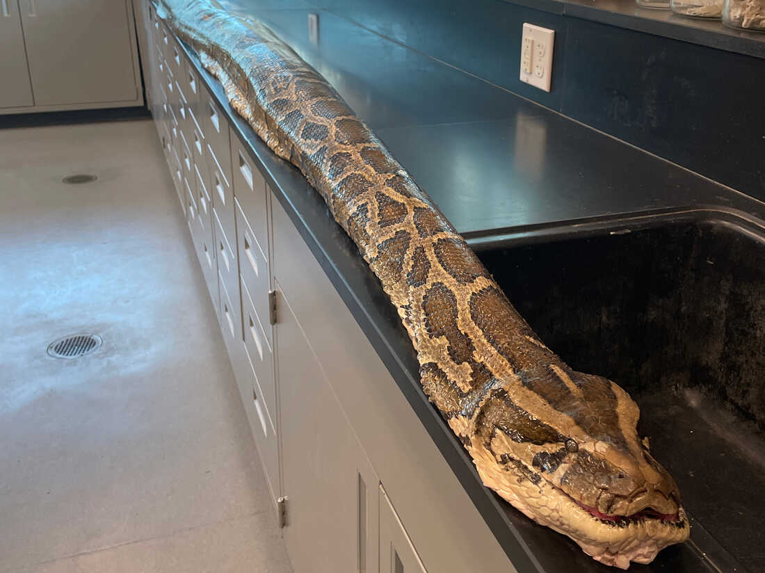 image courtesy of https://www.npr.org/2023/07/13/1187497592/record-breaking-burmese-python-longest-florida