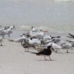 Imperiled Beach-Nesting Bird Guidelines Effective Date Delayed