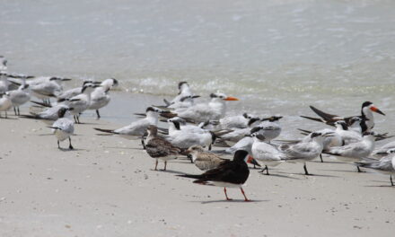 Imperiled Beach-Nesting Bird Guidelines Effective Date Delayed