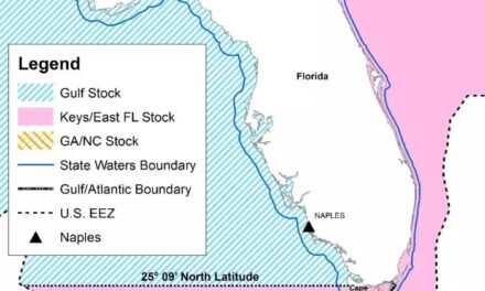 Hogfish Harvest Closing in Atlantic/Keys