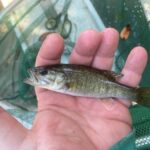 FWC’s Impactful Shoal Bass Conservation Efforts