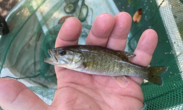 FWC’s Impactful Shoal Bass Conservation Efforts