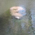 Go Slow for Manatees This Month