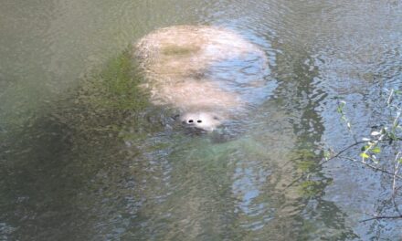 Go Slow for Manatees This Month