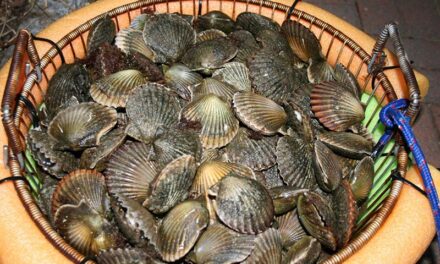 FWC Seeks Public Input on Pasco County Bay Scallop Season