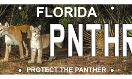 Protect the Panther: Unveiling Florida’s New License Plate