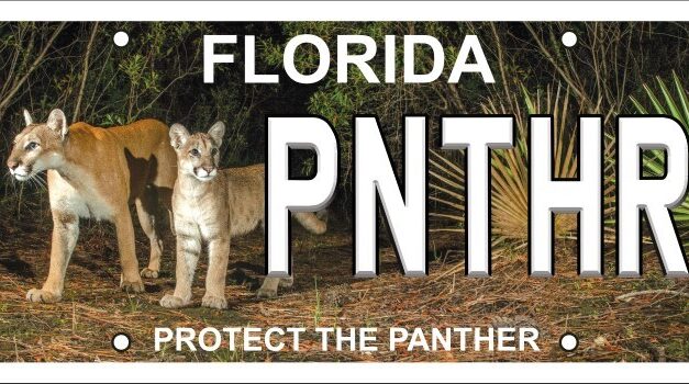 Protect the Panther: Unveiling Florida’s New License Plate