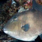 Gray Triggerfish Harvest Update