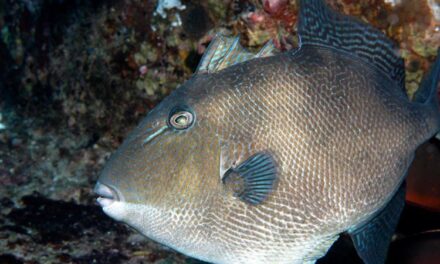 Gray Triggerfish Harvest Update