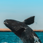 Right Whale Calving Season Notice