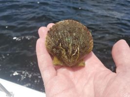 Scallop Scoop! Help Shape Pasco Season!