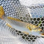 Closure Alert: Spotted Seatrout