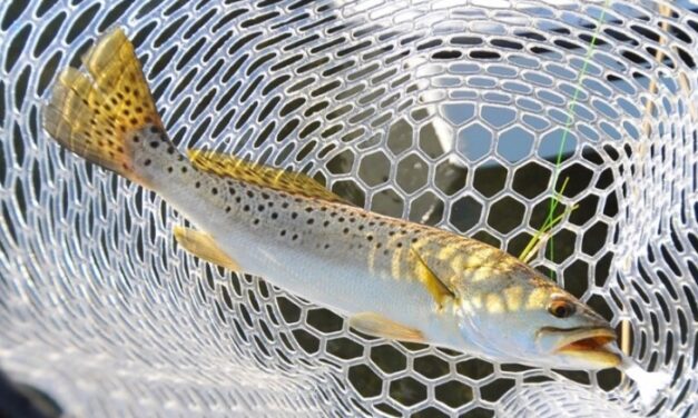Closure Alert: Spotted Seatrout