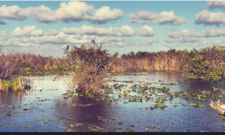 Storm Preparedness with FWC