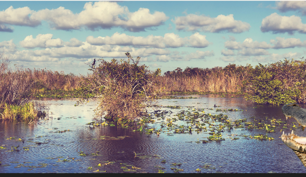 Storm Preparedness with FWC