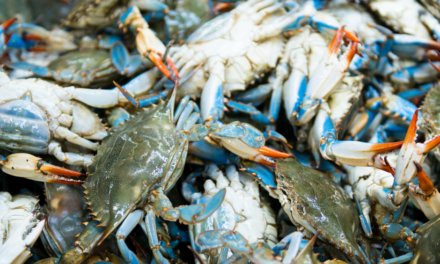 St. Johns River Blue Crab Alert