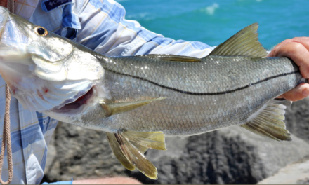 Snook Harvest on Florida’s West Coast