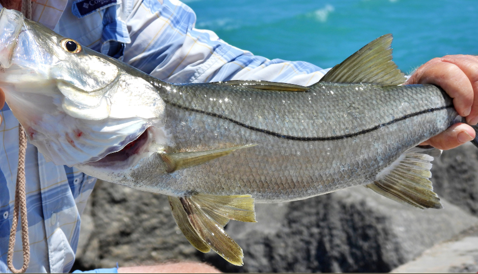 Snook Harvest on Florida's West Coast - WKGC Public Radio