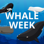 Whale Week 2024: A Celebration of Ocean Giants