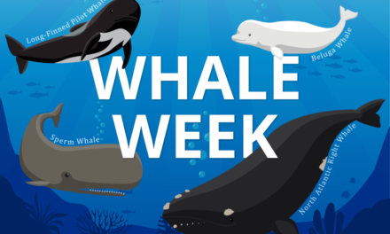 Whale Week 2024: A Celebration of Ocean Giants
