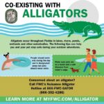 Florida Alligator Safety Guidelines