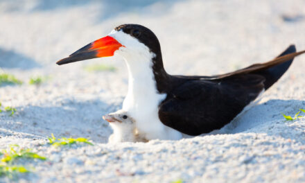 Protecting Florida’s Nesting Waterbirds