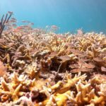 Florida’s Coral Reef Restoration Boost