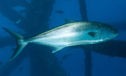 Greater Amberjack Harvest Closure Alert