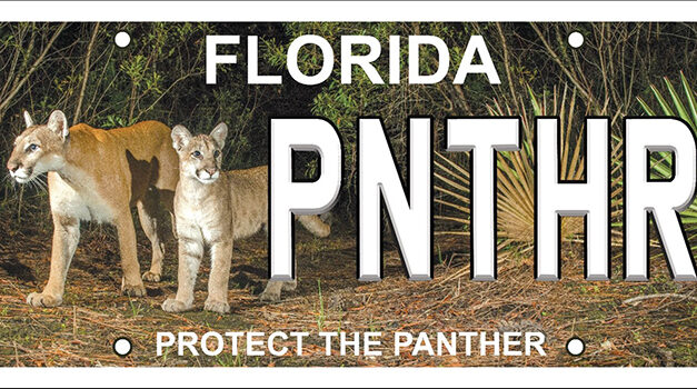 Protect the Panther License Plate