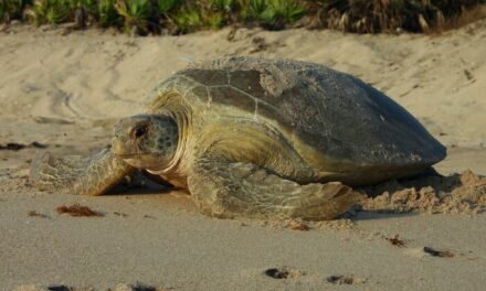 Protecting Florida’s Nesting Sea Turtles