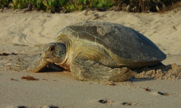 Protecting Florida’s Nesting Sea Turtles