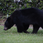 BearWise® Spring Safety Tips