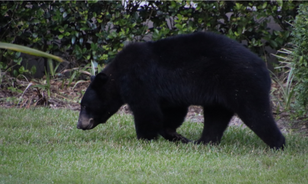 BearWise® Spring Safety Tips