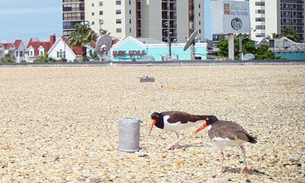Rooftop Havens for Shorebirds
