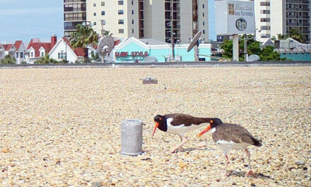 Rooftop Havens for Shorebirds