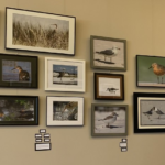Wings of Wonder: Audubon Exhibit