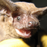 Florida Bat Exclusion Guidelines