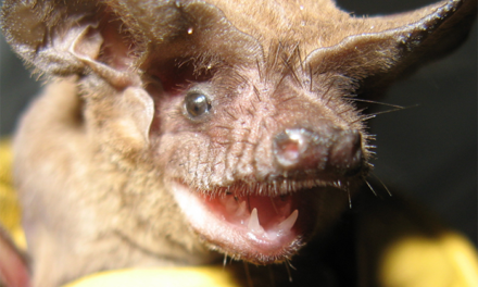 Florida Bat Exclusion Guidelines